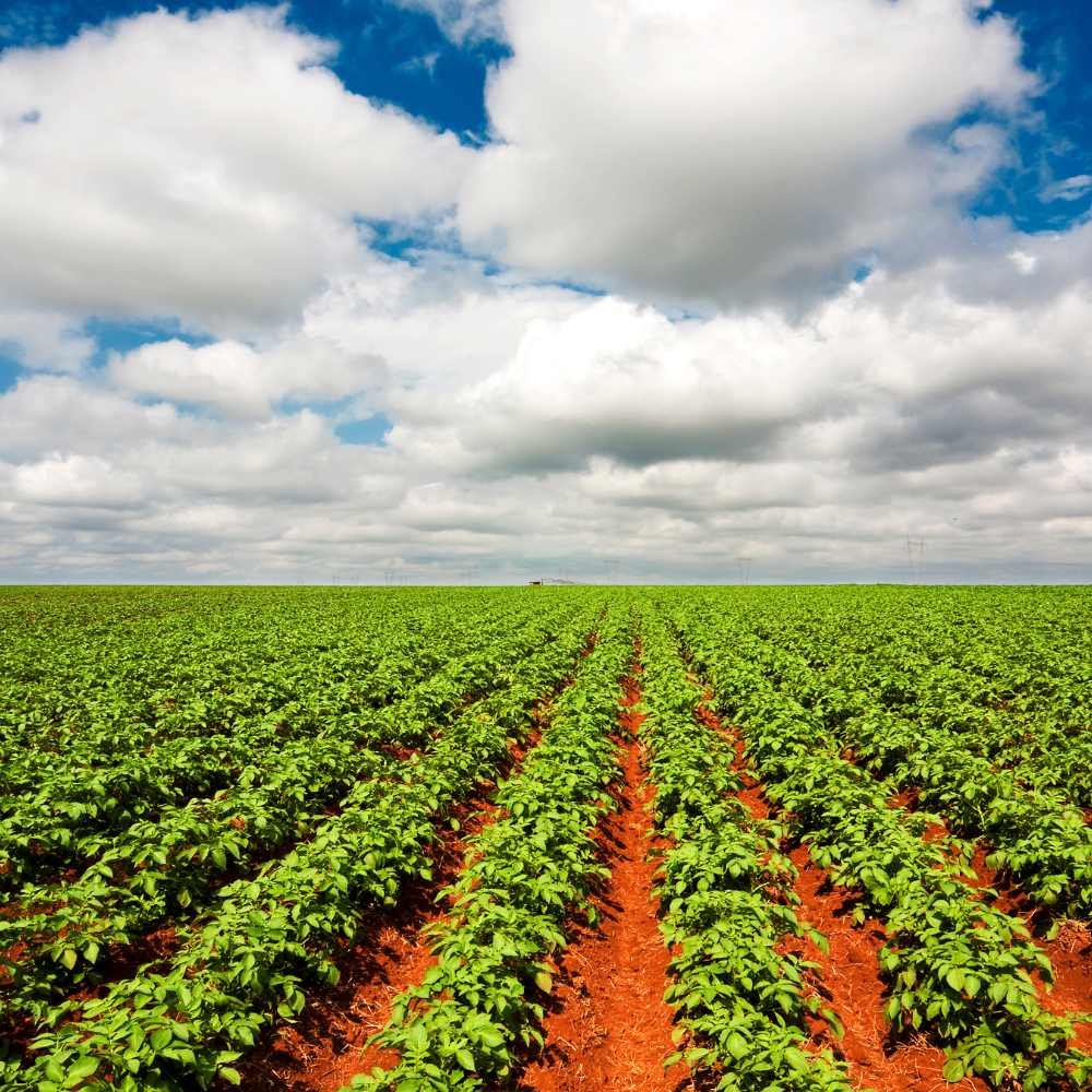 Agricultural Products